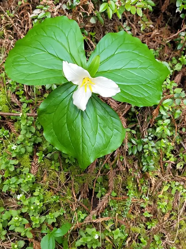 White trillium wildflower blooming on the forest floor of a redwood forest